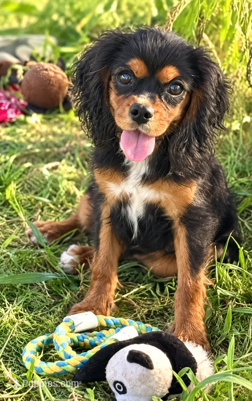 AKC-Coco  – Cavalier King Charles Spaniel puppy for sale in Portland, IN