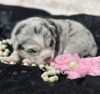 Kali, a female Pomsky for sale in Portland, IN – 3 of 5