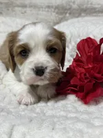 Charlie, a male Cavalier King Charles Spaniel for sale in Portland, IN – 6 of 10