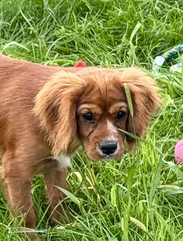 AKC-Dodge – Cavalier King Charles Spaniel puppy for sale in Portland, IN