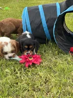 Lenny, a male Cavalier King Charles Spaniel for sale in Portland, IN – 3 of 9