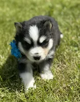 Ace, a male Pomsky for sale in Portland, IN – 7 of 10