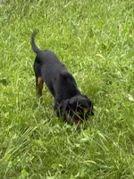 AKC-Coco , a female Cavalier King Charles Spaniel for sale in Portland, IN – 6 of 9