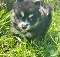 Kash, a female Pomsky for sale in Portland, IN – 5 of 10