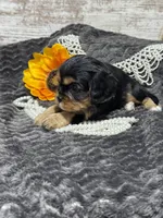 Coco , a female Cavalier King Charles Spaniel for sale in Portland, IN – 7 of 10