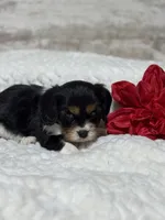 Lenny, a male Cavalier King Charles Spaniel for sale in Portland, IN – 4 of 10