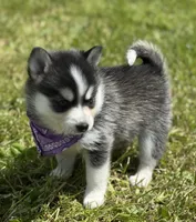 Hattie, a female Pomsky for sale in Portland, IN – 4 of 10