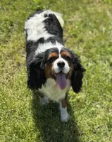 Layla , a female Cavalier King Charles Spaniel for sale in Portland, IN – 9 of 10