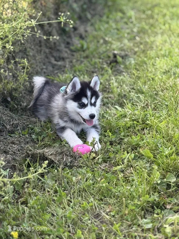 Roscoe – Pomsky puppy for sale in Portland, IN