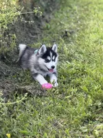 Roscoe, a male Pomsky for sale in Portland, IN – 1 of 9