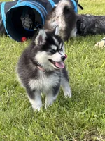 Kia, a female Pomsky for sale in Portland, IN – 2 of 9