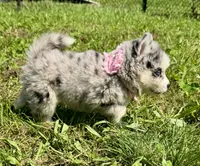 Kali, a female Pomsky for sale in Portland, IN – 5 of 10
