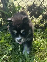 Kash, a female Pomsky for sale in Portland, IN – 10 of 10