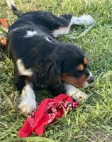 AKC-Lenny, a male Cavalier King Charles Spaniel for sale in Portland, IN – 5 of 10