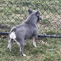 Boone, a male French Bulldog for sale in Portland, IN – 4 of 6