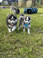 Joker, a male Pomsky for sale in Portland, IN – 3 of 6