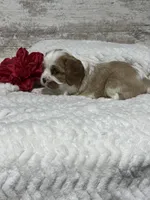 Charlie, a male Cavalier King Charles Spaniel for sale in Portland, IN – 7 of 10