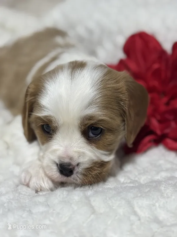 Charlie – Cavalier King Charles Spaniel puppy for sale in Portland, IN