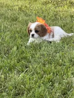 Dixie, a female Cavalier King Charles Spaniel for sale in Portland, IN – 4 of 10