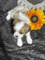 Dixie, a female Cavalier King Charles Spaniel for sale in Portland, IN – 4 of 10