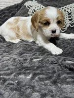 Dixie, a female Cavalier King Charles Spaniel for sale in Portland, IN – 7 of 10