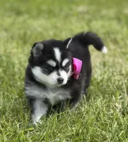 Kia, a female Pomsky for sale in Portland, IN – 5 of 8