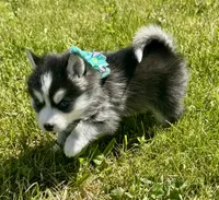 Roscoe, a male Pomsky for sale in Portland, IN – 3 of 9