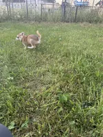 Rockie, a male Alaskan Klee Kai for sale in Portland, IN – Photo 7 of 7