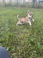 Rockie, a male Alaskan Klee Kai for sale in Portland, IN – Photo 4 of 7