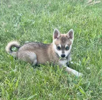 Rockie, a male Alaskan Klee Kai for sale in Portland, IN – Photo 1 of 7