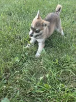 Rockie, a male Alaskan Klee Kai for sale in Portland, IN – Photo 5 of 7