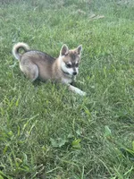 Rockie, a male Alaskan Klee Kai for sale in Portland, IN – Photo 2 of 7