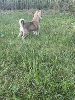 Rockie, a male Alaskan Klee Kai for sale in Portland, IN – Photo 3 of 7