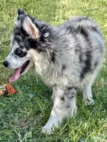 Kali, a female Pomsky for sale in Portland, IN – 5 of 10