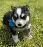 Ace, a male Pomsky for sale in Portland, IN – 8 of 10