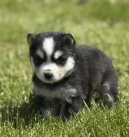 Ace, a male Pomsky for sale in Portland, IN – 4 of 10