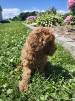 Teddy, a male Poodle - Miniature  for sale in Trumansburg, NY – 2 of 4