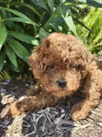 Teddy, a male Poodle - Miniature  for sale in Trumansburg, NY – 4 of 4