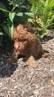 Teddy, a male Poodle - Miniature  for sale in Trumansburg, NY – 3 of 4