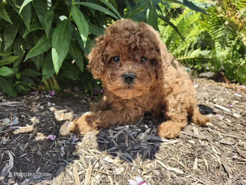 Teddy – Poodle - Miniature  puppy for sale in Trumansburg, NY