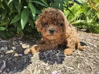 Teddy, a male Poodle - Miniature  for sale in Trumansburg, NY – 1 of 4