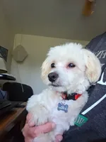 TEDDY, a male Maltipoo for sale in Milwaukee, WI – 3 of 4