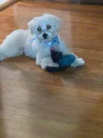 TEDDY, a male Maltipoo for sale in Milwaukee, WI – 2 of 4