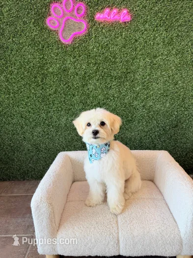 TEDDY – Maltipoo puppy for sale in Milwaukee, WI