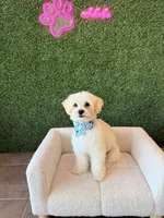 TEDDY, a male Maltipoo for sale in Milwaukee, WI – 1 of 4