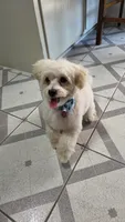 TEDDY, a male Maltipoo for sale in Milwaukee, WI – 4 of 4