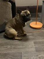 Maverick, a male French Bulldog for sale in Knoxville, IL – Photo 8 of 9