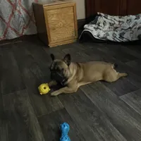 Maverick, a male French Bulldog for sale in Knoxville, IL – Photo 7 of 9