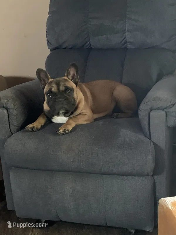 Maverick – French Bulldog puppy for sale in Knoxville, IL