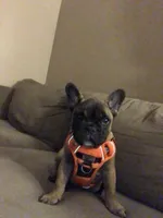 Maverick, a male French Bulldog for sale in Knoxville, IL – Photo 3 of 9